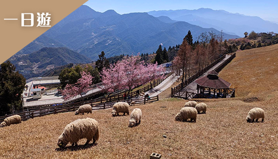 絕美高山景觀公路－清境農場、合歡山